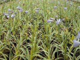 Agapanthus 'Golden drop ®' (bladhoudend)