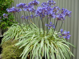 Agapanthus 'Goldstrike ®' (bladhoudend)