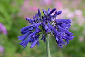 Agapanthus 'Hanneke' (bladhoudend)