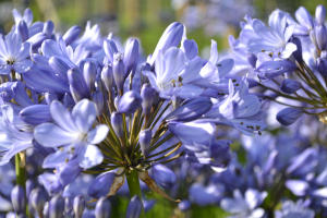 Agapanthus 'Innsbruck' (bladverliezend)