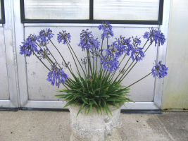 Agapanthus 'Lapis Lazuli' (bladverliezend)