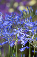 Agapanthus 'Lapis Lazuli' (bladhoudend)