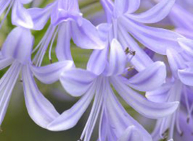 Agapanthus 'Lavender haze'