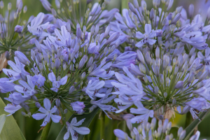 Agapanthus 'Lavender haze' (bladhoudend)