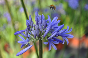 Agapanthus 'Loch Hope' (bladverliezend)