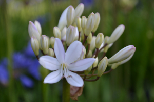 Agapanthus &#039;Malaga&#039; (à feuillage caduque)