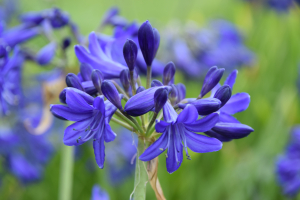 Agapanthus &#039;Maurice&#039; (à feuillage caduque)