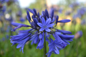 Agapanthus 'Midnight Blue' (à feuillage caduque)