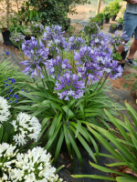 Agapanthus 'Midnight moon ®' (bladhoudend)