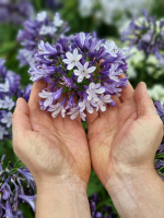 Agapanthus 'Midnight moon ®' (bladhoudend)