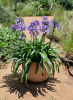 Agapanthus 'Midnight moon ®' (bladhoudend)