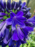 Agapanthus 'Midnight sky ®' (bladhoudend)