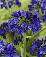 Agapanthus 'Midnight sky ®' (bladhoudend)