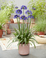 Agapanthus 'Midnight sky ®' (bladhoudend)