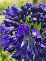 Agapanthus 'Midnight sky ®' (bladhoudend)