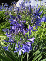 Agapanthus 'Night Sky' (bladverliezend)