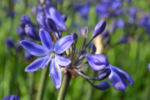 Agapanthus 'Oxford Blue' (à feuillage caduque)