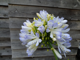 Agapanthus 'Phantom' (persistant)