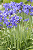 Agapanthus 'Pino' (bladverliezend)