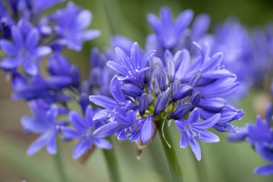 Agapanthus 'Pino' (bladverliezend)