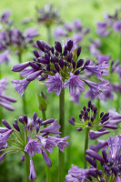 Agapanthus 'Poppin purple ®' (bladhoudend)