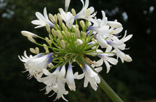 Agapanthus 'Queen mum ®'