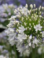 Agapanthus 'Queen mum ®' (bladhoudend)