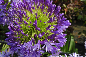 Agapanthus 'Regal beauty' (bladhoudend)