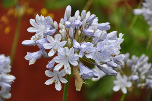 Agapanthus 'Rotterdam'