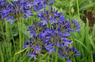 Agapanthus 'Sandringham' 