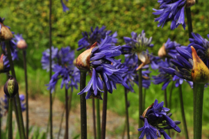 Agapanthus &#039;Septemberhemel&#039; (à feuillage caduque)