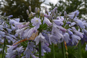 Agapanthus 'Silvermist' (à feuillage caduque)