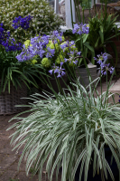 Agapanthus 'Silver Moon ®' (bladverliezend)