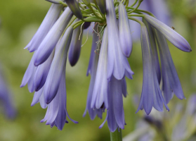 Agapanthus 'Sky'