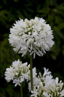 Agapanthus 'Snow cloud' (bladhoudend)