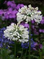 Agapanthus 'Snow Crystal' (bladhoudend)