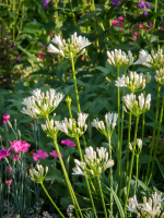 Agapanthus 'Snow Pixie' (bladhoudend)