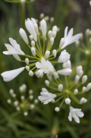 Agapanthus 'Snow Pixie' (bladhoudend)