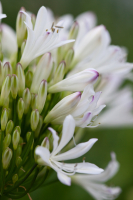 Agapanthus 'Strawberry ice' (bladhoudend)