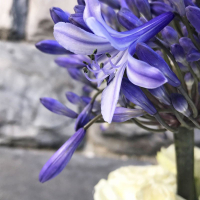 Agapanthus 'Summer love ®' (bladhoudend)