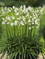 Agapanthus 'Summer love white ®' (bladhoudend)