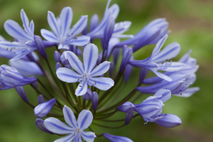 Agapanthus 'Sweet Surprise' (bladhoudend)