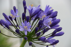 Agapanthus 'Tornado ®' (bladhoudend)