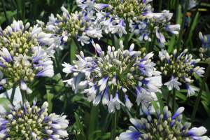 Agapanthus 'Twister ®' (bladverliezend)