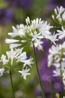 Agapanthus 'White Pixie' (bladhoudend)