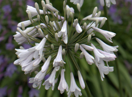 Agapanthus 'Windsor grey'