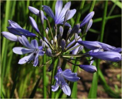 Agapanthus 'Aberdeen' (à feuillage caduque)