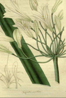 Afbeelding van Agapanthus africanus 1838 - The Botanist vol. 2- Mound B, Henslow J.S.
