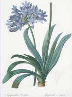 Image de l' Agapanthus africanus Joseph. Pierre Redouté