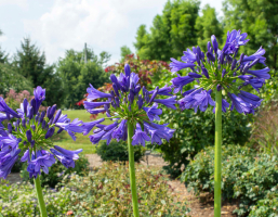 Agapanthus 'Blue Bayou ®' (bladhoudend)